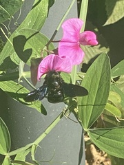 Xylocopa violacea