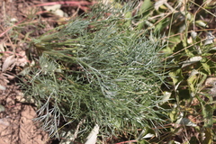 Artemisia