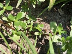 Portulaca oleracea