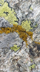 Candelariella