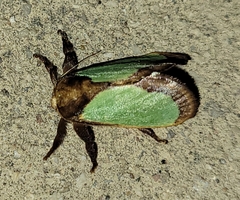 Euclea incisa
