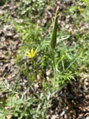 Tragopogon dubius