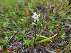 Spiranthes incurva