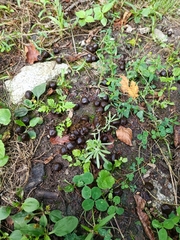 Gnaphalium uliginosum