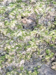 Gymnothorax kidako