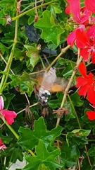 Macroglossum stellatarum