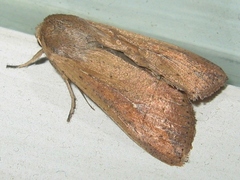 Mythimna unipuncta