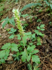 Goodyera pubescens