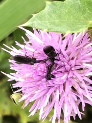 Dilophus febrilis