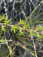 Cliffortia multiformis