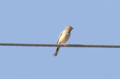 Emberiza hortulana