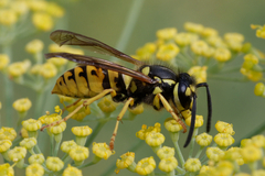 Vespula germanica