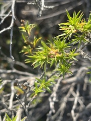Cliffortia multiformis