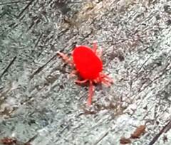 Trombidiformes