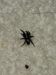 Herpyllus ecclesiasticus