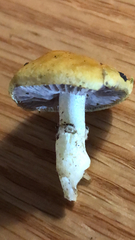 Stropharia ambigua