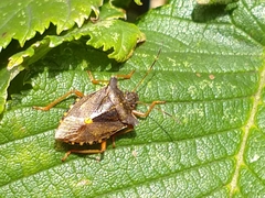 Pentatoma rufipes