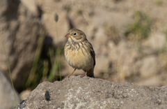 Emberiza hortulana