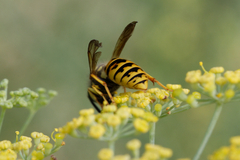 Vespula germanica