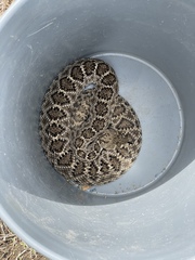 Crotalus atrox