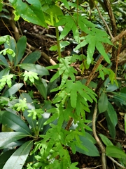 Lygodium palmatum