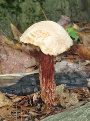 Aureoboletus russellii