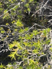 Cliffortia multiformis