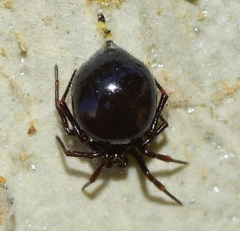 Euryopis episinoides