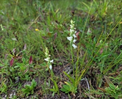Spiranthes arcisepala