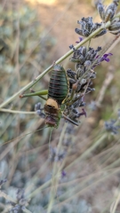 Steropleurus andalusius