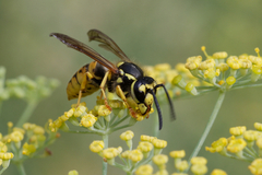 Vespula germanica