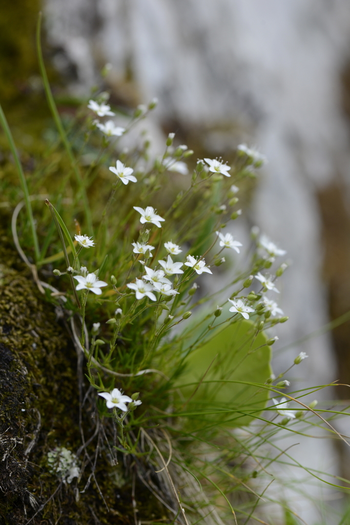 Spring Sandwort