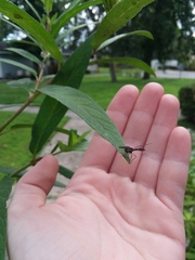 Ocyptamus fuscipennis