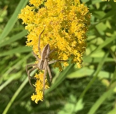 Pisaurina mira