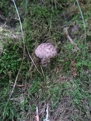 Strobilomyces strobilaceus