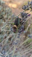 Steropleurus andalusius