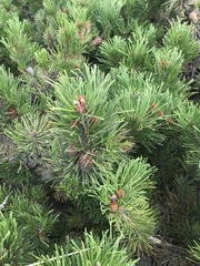 Pinus contorta contorta