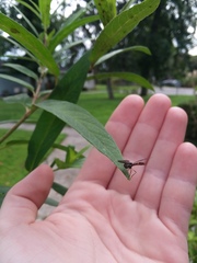 Ocyptamus fuscipennis