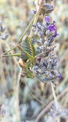 Steropleurus andalusius