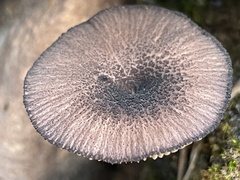 Entolomataceae