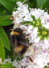Bombus terrestris