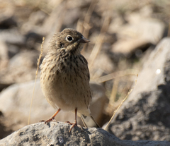 Emberiza hortulana