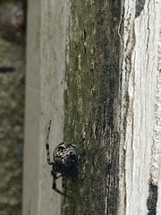 Parasteatoda