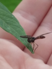 Ocyptamus fuscipennis