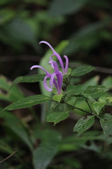Poikilacanthus macranthus