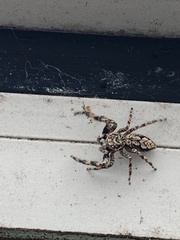 Platycryptus undatus