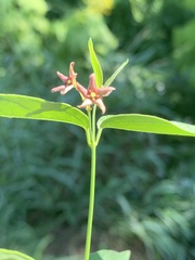 Vincetoxicum rossicum
