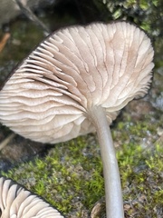 Entolomataceae