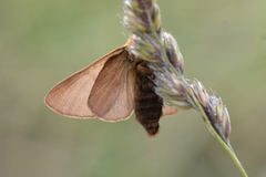 Malacosoma alpicolum