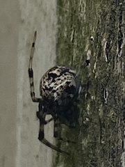 Parasteatoda